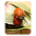Ladybug