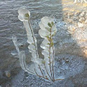 Frozen Desert Plants