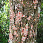 Christmas Wreath Lichen