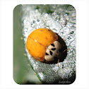 Harlequin ladybird, Asian lady beetle or Japanese ladybug