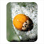 Harlequin ladybird, Asian lady beetle or Japanese ladybug