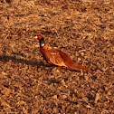 Pheasant