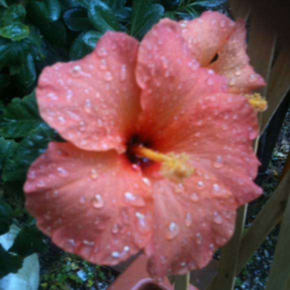 Spotting Image 1