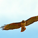 Red-tailed Hawk
