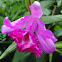 Bamboo Orchid