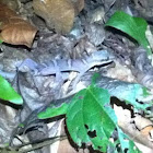 Tioman Bent-toed gecko