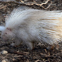 African Crested Porcupine