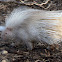 African Crested Porcupine