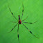 Golden silk orb-weaver