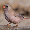 Trumpeter Finch; Camachuelo Trompetero