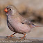 Trumpeter Finch; Camachuelo Trompetero