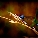 Common Blue Damselfly