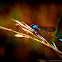 Common Blue Damselfly