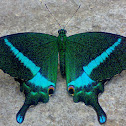 Common Banded Peacock