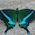 Insects and Invertebrates of Karnataka, Andhra Pradesh, Kerala & Tamil Nadu