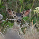 Mule Deer
