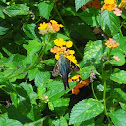 Long Tailed Skipper