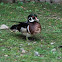 Wood Duck
