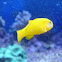 Yellow clown goby