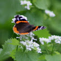 Red Admiral Butterfly