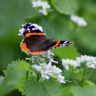 Red Admiral Butterfly