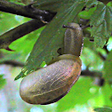 Garden Snail