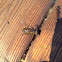 Dragonfly Larvae