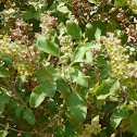 Thulasi