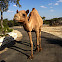 Dromedary