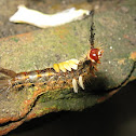 White marked Tussock Moth Caterpillar