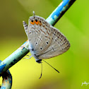 Oriental Gram Blue Butterfly