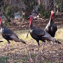 Wild Turkey