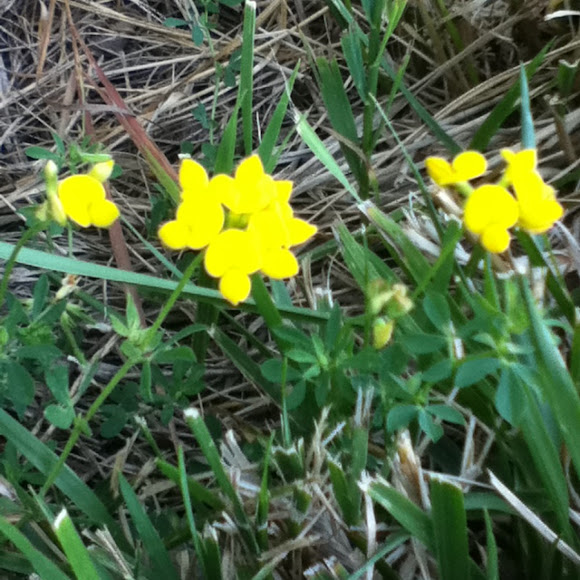 Spotting Image 1