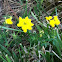 Birds Foot Trefoil