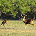 Axis Deer