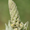 common mullien