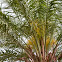 Date palm
