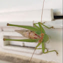 Grasshopper