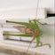 Grasshopper