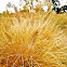 Wild grass