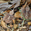 Whip-poor-will (0ne day old chicks)