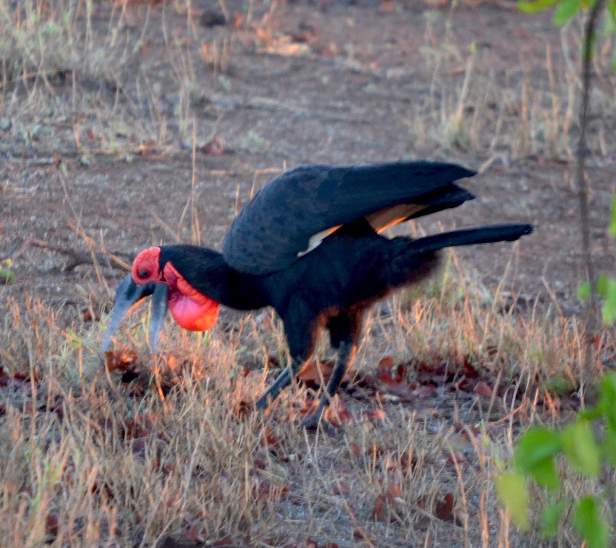 Ground Hornbill