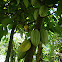 Cacao