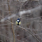 Great tit
