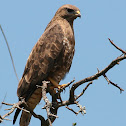 Steppe Buzzard