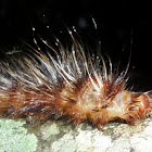 Catepillar
