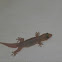 House Gecko