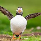 Atlantic Puffin