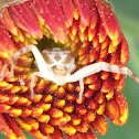 Flower Crab Spider
