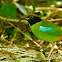 Hooded Pitta